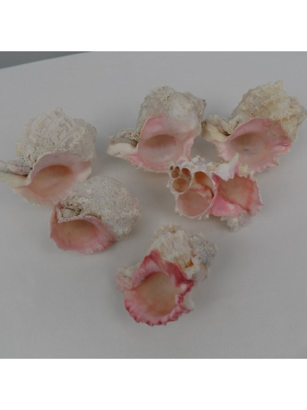 Set Of 6 Pink White Murex Ramosus Seashells Aquarium Home Decor Crafting Beach